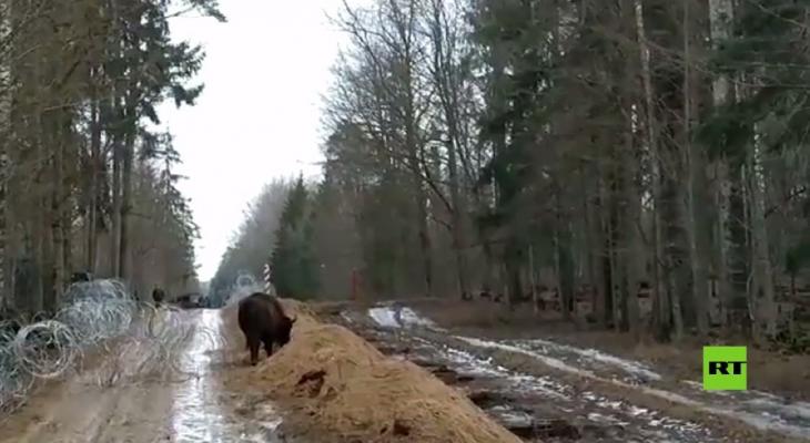 بالفيديو: جولة بين الأسلاك الشائكة.. الكاميرا تسجل ظهور حيوان بيسون على حدود بولندا وبيلاروس