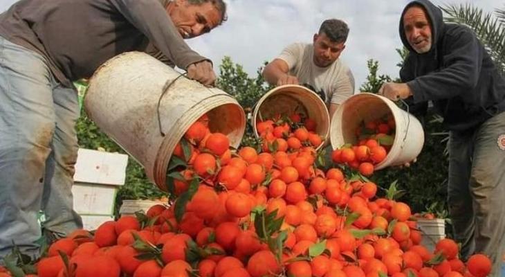 الزراعة عصب "اقتصاد سوريا" عقبات رسمتها ظروف المنطقة