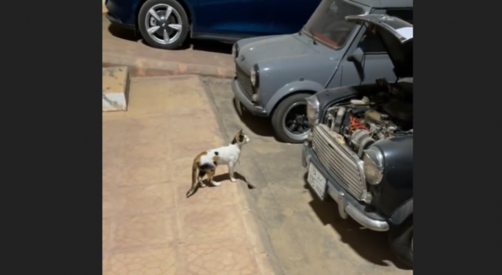 بالفيديو: خبير سيارات سعودي يوثق "مسلسل توم وجيري" ويستعين بقط لإخراج فأر من تحت غطاء ماكنة سيارته