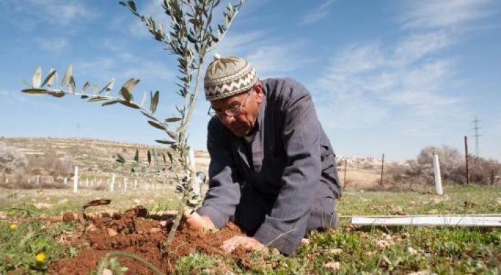 زراعة أشجار الزيتون