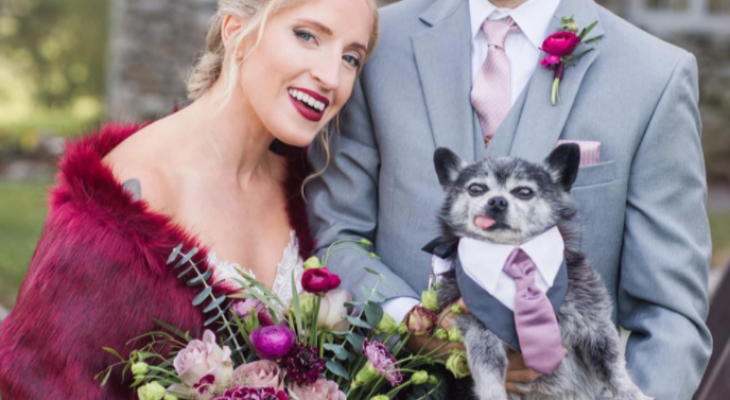 "كلب" أنيق يصبح "الإشبين" فى حفل زفاف مالكيه 4S6A5