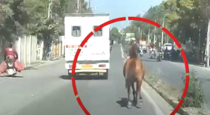 حصان يطارد سيارة إسعاف تنقل شقيقته المصابة