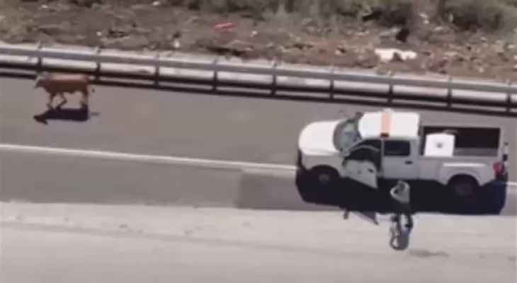 بالفيديو.. ثور صغير يتجول وسط طريق سريع في لوس أنجلوس والشرطة تحاول إعادته إلى قطيعه