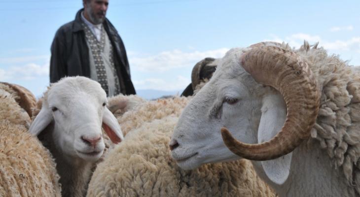 نفوق أكثر من 200 رأس ماشية في نابلس