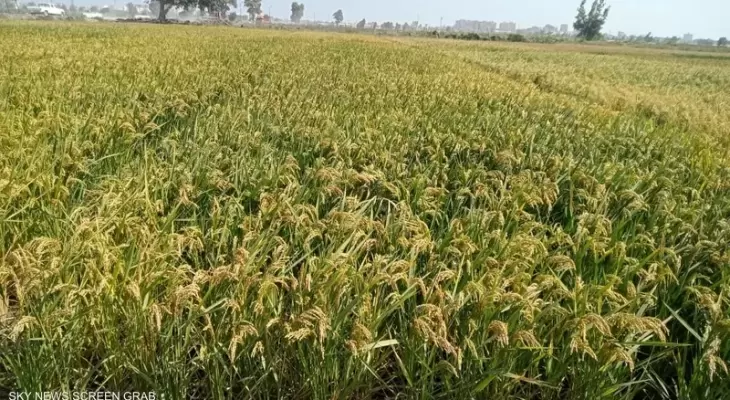 مصر: نحو الاكتفاء الذاتي من الأرز