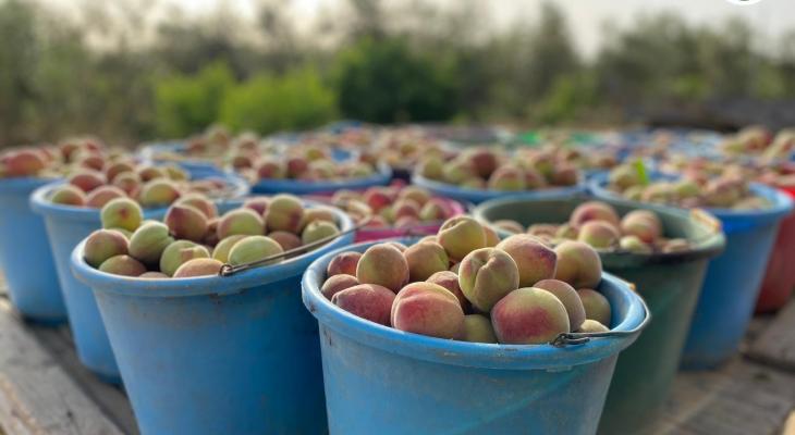 بالفيديو والصور: بدء موسم جني ثمار فاكهة "الخوخ" في قطاع غزّة
