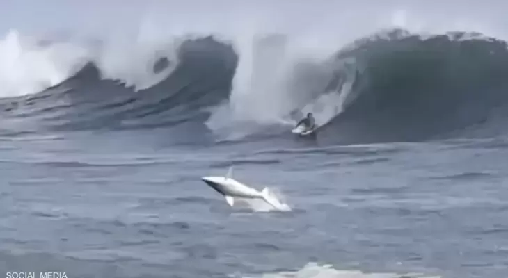 بالفيديو.. سمكة قرش تفاجئ راكب أمواج في هاواي