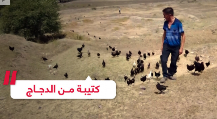 بالفيديو: تدريب الدجاج على مكافحة الجراد!