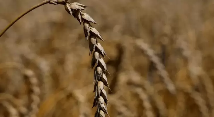 مصر تتحول إلى نظام جديد لشراء القمح
