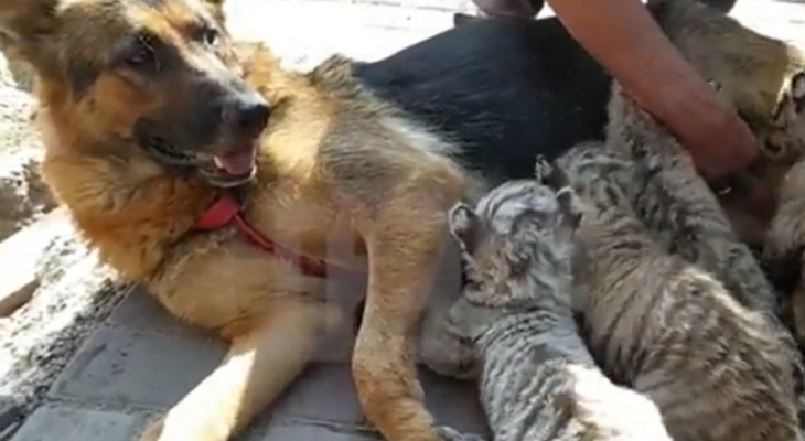 بالفيديو.. كلبة ترضع 4 أشبال من النمور