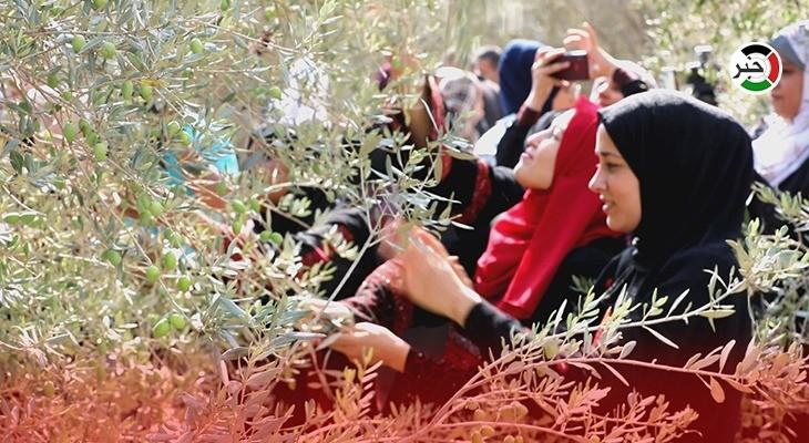 افتتاح موسم قطف ثمار الزيتون وتشغيل المعاصر في غزّة للعام 2022م 