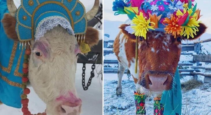 جمهورية ياكوتيا الروسية تنظم مسابقة جمال بين الأبقار و"ميتشي" تنال اللقب
