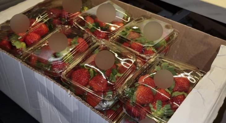 الاحتلال يضبط فراولة غزة