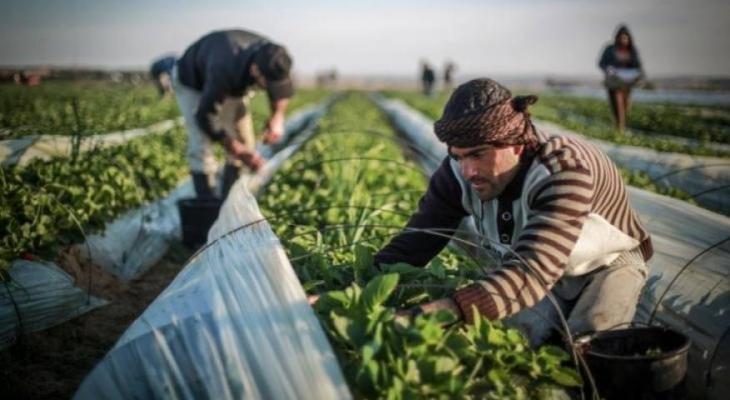 "الزراعة" بغزّة تُوجه تحذيرًا مهمًا للمزارعين.. طالع التفاصيل