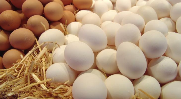 زراعة غزّة تُعلن عن توفر كميات كافية من البيض المخصب لشهر رمضان المبارك 