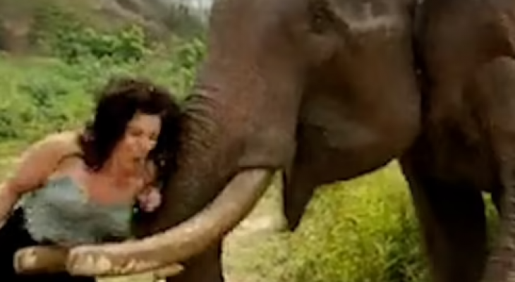 الفيل يستفز المراة