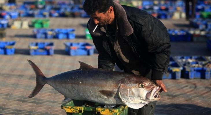 استيراد السمك من مصر لغزة