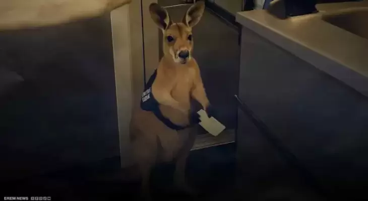 كنغر
