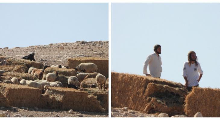 مستعمرون يطلقون مواشيهم- وفا.jpg-95f600e2-b4ae-4999-9e91-42969d4fc62f.jpg
