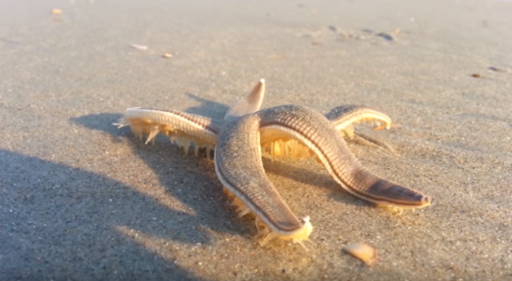 بالفيديو : مشهد نادر لنجم بحر يمشي على الرمال!
