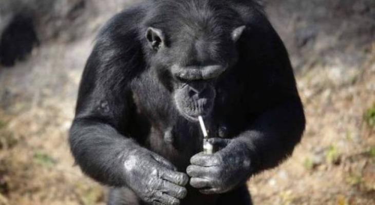 111521138-azalea-smoking-chimp-north-korea-2-news-large-transzgekzx3m936n5bqk4va8rwtt0gk-6efzt336f62ei5u-995970-large-jpg-45760778119122010