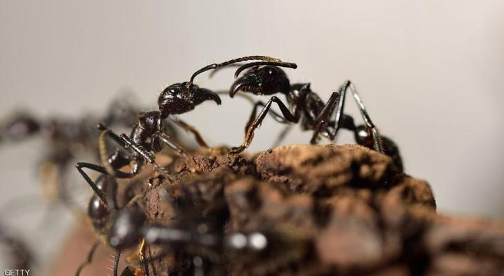 دراسة تكشف أسرار تحركات النمل