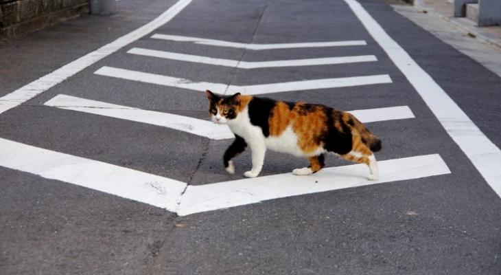 بالفيديو : قطة تلتزم بقواعد المرور!