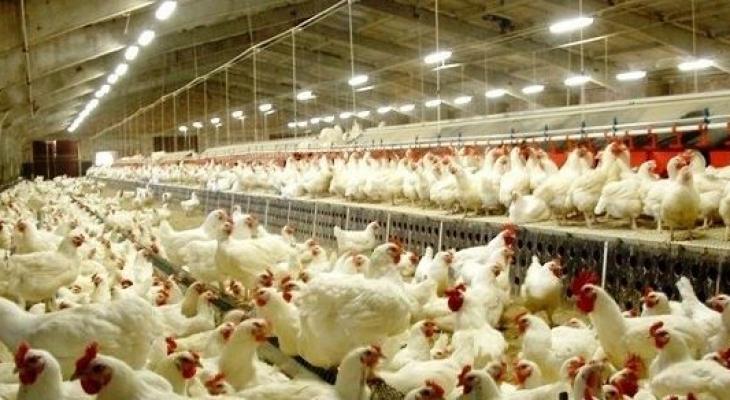 حماية المستهلك: سعر الدجاج سيبقى مستقرا