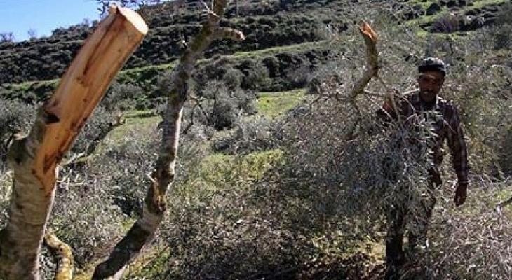 قوات الاحتلال تقتلع أشجاراً شمال بيت لحم.jpg