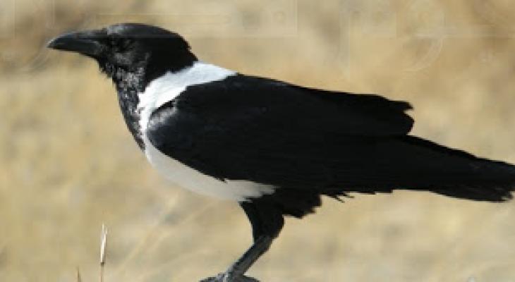 Corvus_albus_-Etosha_National_Park_Namibia-8-700x300