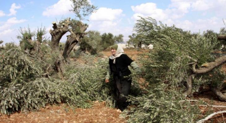 مستوطنون يقطعون أشجار زيتون شمال نابلس