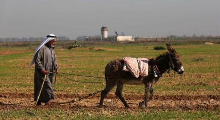 مزارع فلسطيني