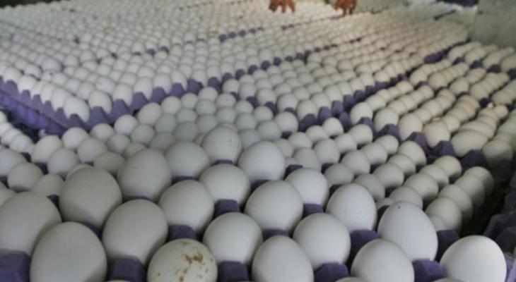 إتلاف 17 ألف بيضة مخالفة في غزة