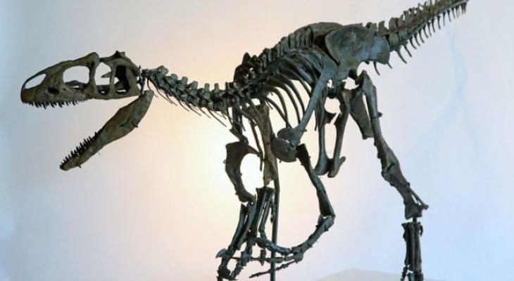 150912040228_skeleton_allosaurus_640x360_pa_nocredit