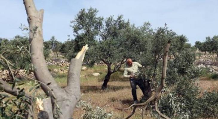 رام الله: مستوطنون يقطعون 30 شجرة زيتون في قرية المغير