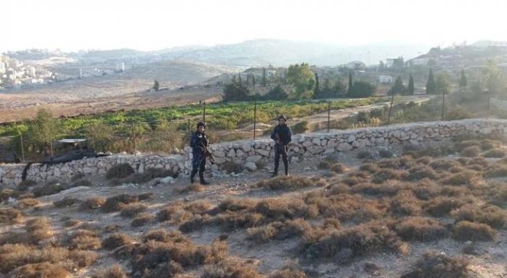 الشرطة تضبط مشتل مخدرات ضخم شمال شرق القدس