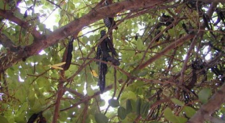 carob-tree-jpg-30315717765542410_865075_large