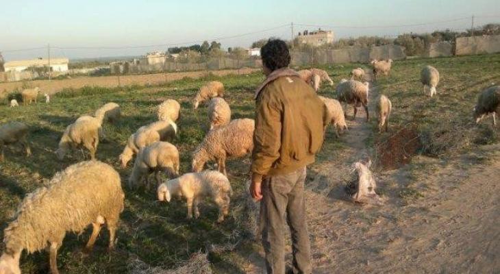 مستوطنون يعتدون على راعي أغنام شرق بيت لحم