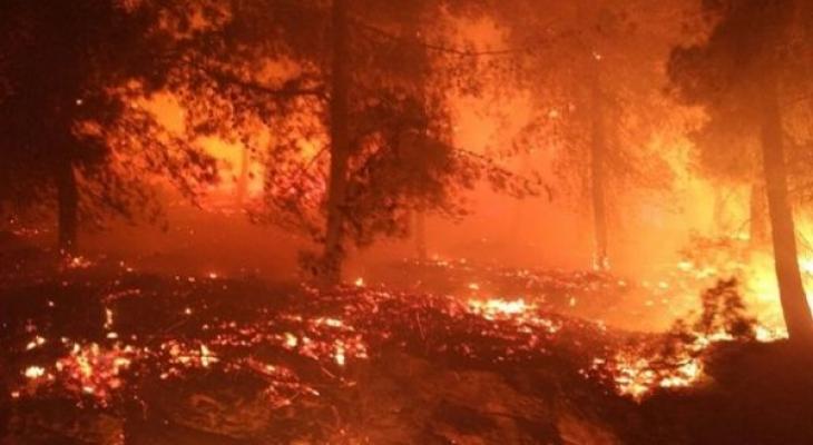 حريق كبير في أحراش مستوطنة دولب غرب رام الله