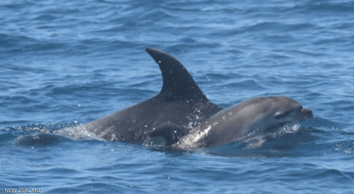  نيوزيلندا : دلفين "ثكلى" تفطر القلوب بلقطة مؤثرة مع صغيرها النافق
