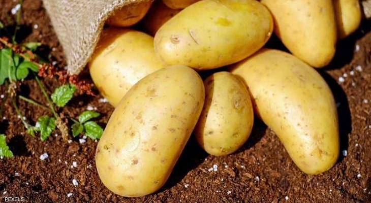 تحذير: البطاطس "قد تختفي" من الأسواق