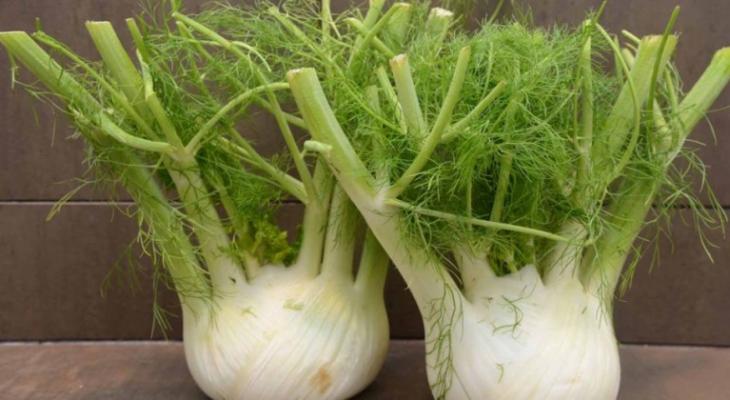 Fennel-1-980x498