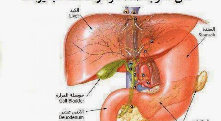 في رحاب الرسول .. لاتشربوا كالبعير