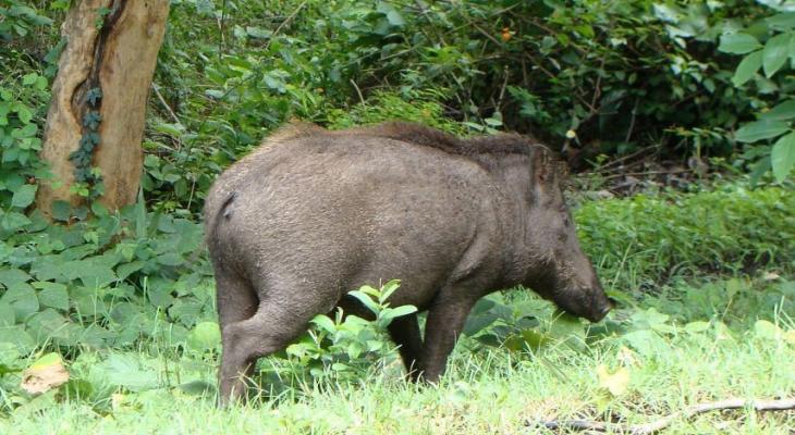 ماليزيا تُقرر ذبح الآلاف من الخنازير عقب رصد حالة مصابة بحمى الخنازير الإفريقية