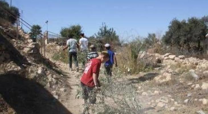 مستوطنون يسرقون ثمار الزيتون من أراضي عورتا شرق نابلس