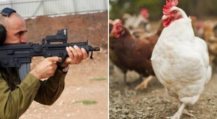 الجيش الاسرائيلي يستخدم الدجاج والديوك في تدريباته العسكرية