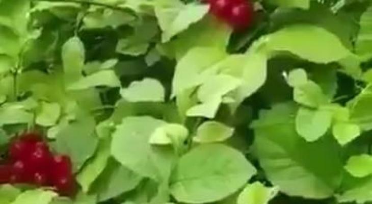 شاهد بالفيديو: شجرة تحمل 10 أنواع من الفواكه في آن واحد