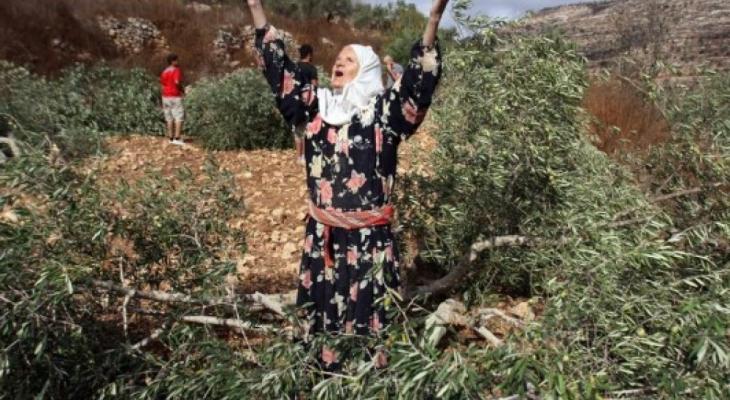 الاحتلال يقتلع أشتال الزيتون في بيت لحم