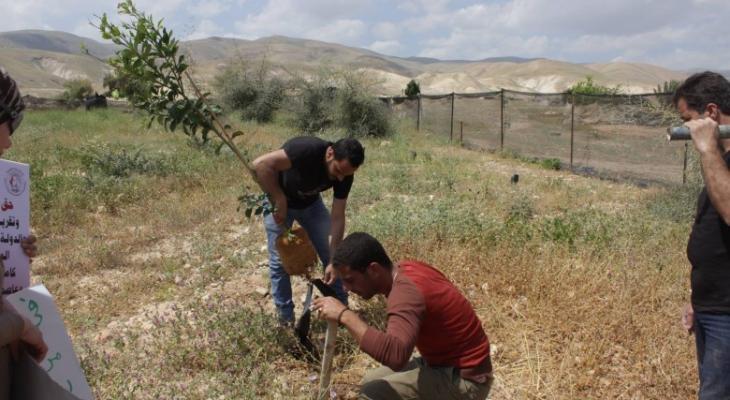زراعة أشجار زيتون في أراض مهددة بالاستيلاء غرب نابلس.jpg