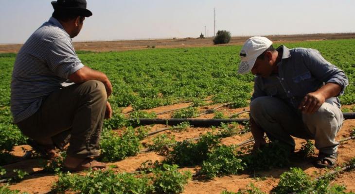 مدير عام بالزراعة: الاحتلال يشن حربًا كيميائية على غزة